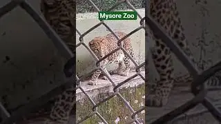 Mysore Zoo #mysore #mysorezoo #zoo #tiger #music #song #viral #love #nature #shorts #energy
