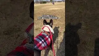 歩かない姉を、ずっと待つ妹フレブルが優しすぎた&hellip;#フレンチブルドッグ #フレブル #frenchbulldog #shorts #散歩