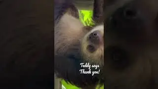 SlothEncounter: Hoffman&rsquo;s 2toed Sloths! Reservations:  