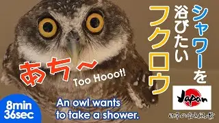 [Healing Pet] an owl in Japan that wants to take a shower【癒しのペット映像】暑すぎて水浴びしたいフクロウ