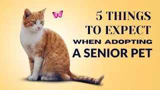 5 things to expect after adopting a senior pet