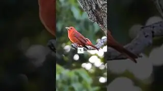 The Lonely adult Summer Tanager I FusionBuff Chronicles #wildlife