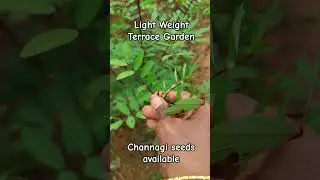 channagi seeds available #like#share#comments#subscribeformorevideos😊🌱🙏