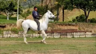 19/06/2016 - JUSTENFACE ENDURANCE - Anglo-&Aacute;rabes CVV