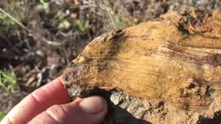 petrified wood hunt in the Bowen Basin, near Mackay, Queensland, Australia