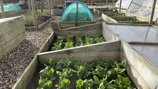 How to overwinter spinach for a lush early spring harvest