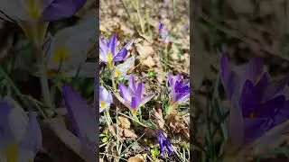 Сичево-Йечава легкая прогулка (Изучаем Сербию), Sićevo-Ječava light hiking exploring serbia shot