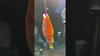 After trying so many different colors, this one got a perch while jigging