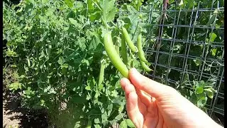Culture du petit pois croquetout Sugar Snap Delikett au potager