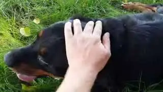 Update: Hand feeding scared stray rottweiler dog that needs medical attention.