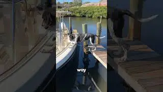 Dog falls into the water 😂