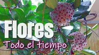 El secreto para que la FLOR DE CERA (hoya carnosa) crezca y florezca
