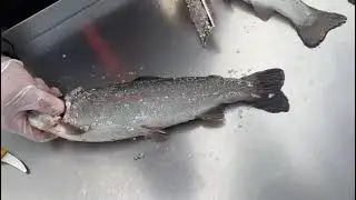 Scale and gut the fish/trout