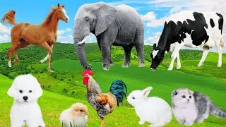 Learn Animal Sounds: Cow, Elephant, Horse, Sheep, Pig, Dog, Goat, Puppy, Chick - Farm Animal Video