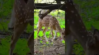 Secrets of the Forest Understanding Deer Behavior