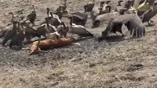 Vultures on an Impala Kill | Great Plains Conservation