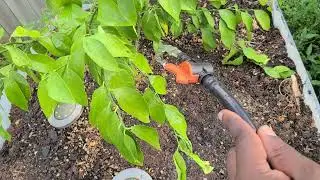 Watering the repotted Ruby red grapefruit tree in extra large IBC tote wicking bed
