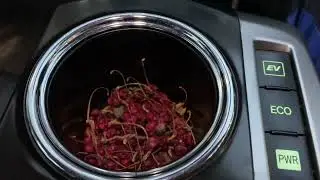 Shizandra Chinensis (Part1)