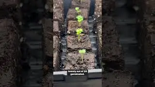 Peat-free soil block experiment