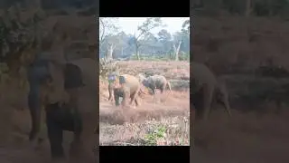 Elephant attack In tea garden under #elephant #animalattack #animals #elephantattack #wildlife