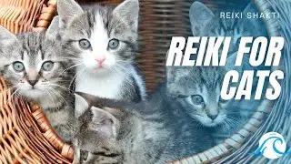 Reiki For Cats - Energy Healing