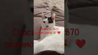 #cat #котофейка #cute #видосыоткота #майнкрафт #веселыекоты