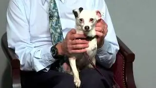 Pet Connection Polka Dot 1-8-19