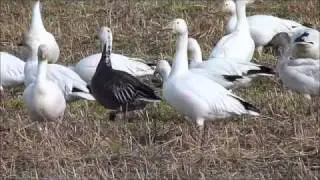 Blue Goose