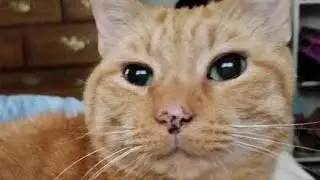 Congrats Carlo Yulo. Ang pag- dental cleaning ng aming pusa. Cats that crossed the rainbow bridge. 