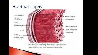 Histology - The Circulatory System Part1  - Al-Bayan University - Faculty Of Pharmacy 1st