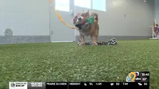 Kirkwood veterinary tech students help dogs find a home