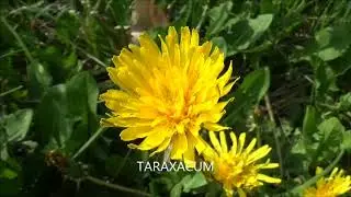WILD FOOD spring
