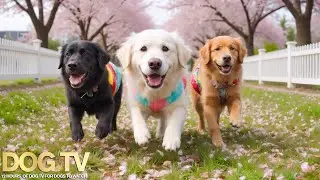 24 Hours of Dog TV for Dogs to Watch 🐕🎵 Soft Calming Sounds for Dogs Home Alone & Deep Relaxation