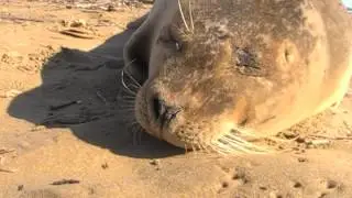 Foca com&uacute;n