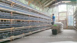 Quail farming preparation highlights, automated water stations for quail
