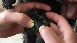 Why grass seeds cause problems & how to check paws