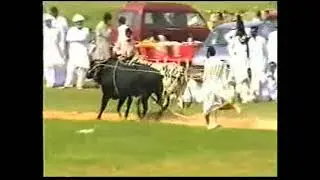 bull race mela 5 peer Chakswari 2007 part 3 #bullrace #champion #chakswari #mirpur