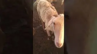 ☺️☺️ भेड़ मेमना bhed memana خروف الغنم agnello pecora lamb sheep cat dog pollo cane gatto 🥳🥳
