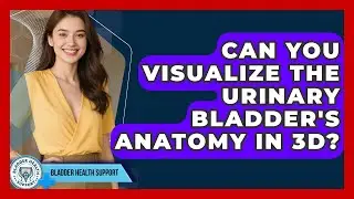Can You Visualize The Urinary Bladder's Anatomy In 3D? - Bladder Health Support