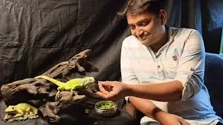 Green Iguana Facts : Every Thing You Need to Know | Best Pet Lizard 🦎 | Friendly Pet | #iguanapets