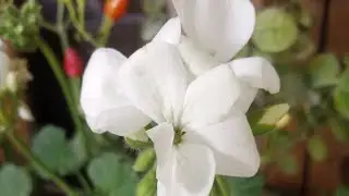 Garden Tour I Most Beautiful Flowers Collection I Succulents Collection 