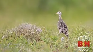 B&H Photography Podcast | Bird Photography