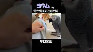 ヨウムが何か覚えてきた#81