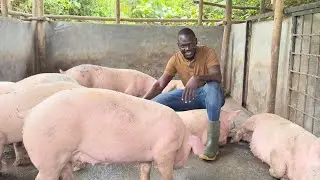 From Losses To Owning A successful Commercial Pig Farm in Uganda