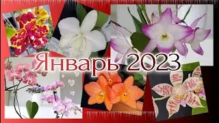 Орхидеи Цветение Января 2023