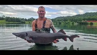 IKTUS - WOOOW over 30 big fishes in one week's session, sturgeon, carp and amazing BELUGA 187lbs 😱