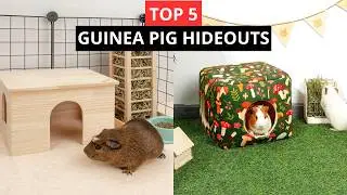 💥5 Best Affordable Guinea Pig Hideouts on Amazon (2025)