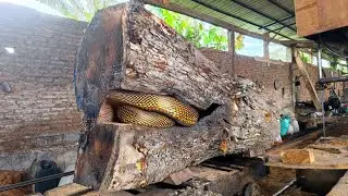 Perth&rsquo;s Largest Sawmill Machines in Action ‼️ Watch Massive Logs Sliced in Minutes