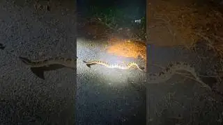 Ular Bertapa Menjadi Batu?? Ular Gibug Kampung Baduy Luar