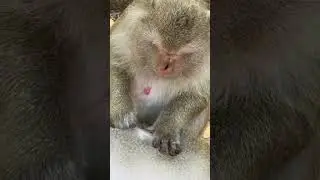 Beautiful Mom & baby Beautiful Animals Relaxing & Stress Relief